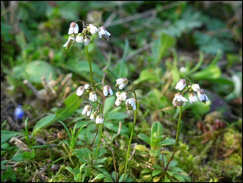 Erophila verna / Draba primaverile
